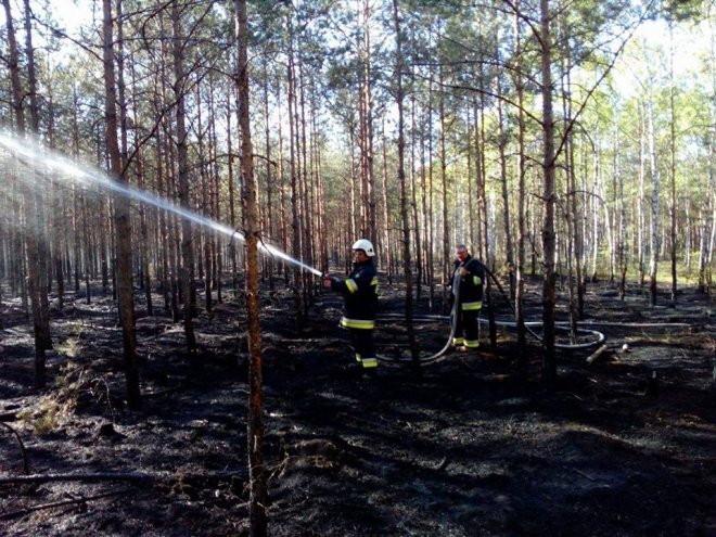 W Wachu spłonęło wczoraj 2,5 hektara lasu [ZDJĘCIA] - zdjęcie #3 - eOstroleka.pl