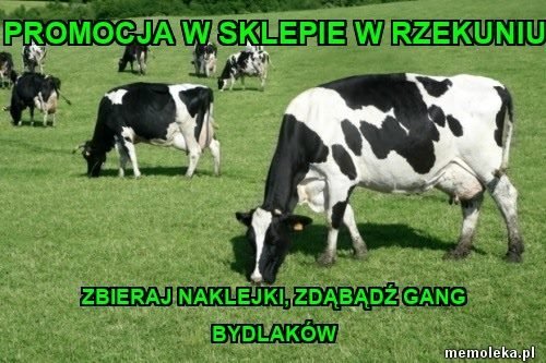 Memy z Memołęki [13.12.2017] - zdjęcie #6 - eOstroleka.pl