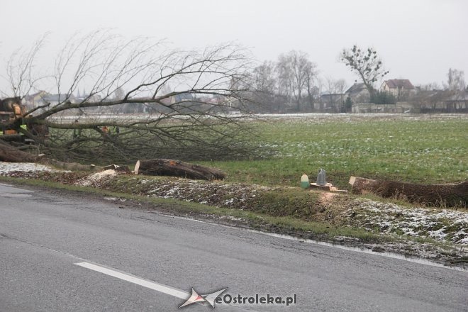 Rozpoczęła się wycinka drzew wzdłuż ulicy Ostrowskiej [15.12.2017] - zdjęcie #2 - eOstroleka.pl