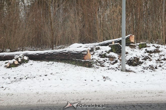 Rozpoczęła się wycinka drzew wzdłuż ulicy Ostrowskiej [15.12.2017] - zdjęcie #12 - eOstroleka.pl