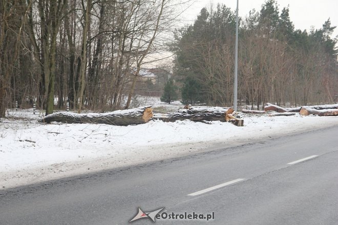 Rozpoczęła się wycinka drzew wzdłuż ulicy Ostrowskiej [15.12.2017] - zdjęcie #14 - eOstroleka.pl