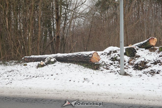 Rozpoczęła się wycinka drzew wzdłuż ulicy Ostrowskiej [15.12.2017] - zdjęcie #18 - eOstroleka.pl
