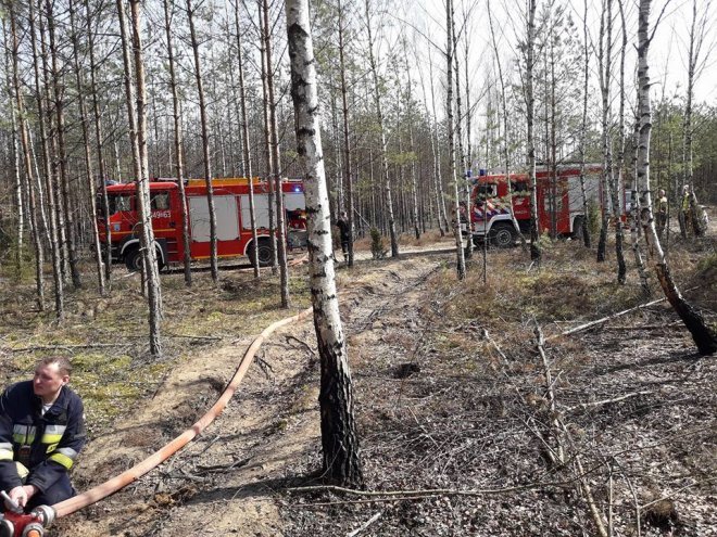 W Wachu spłonęło około 20 arów poszycia leśnego [08.04.2018] - zdjęcie #10 - eOstroleka.pl