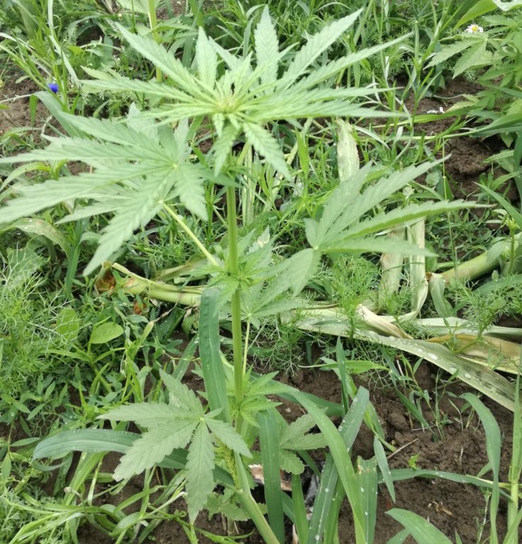 Plantacja marihuany zlikwidoana w powiecie kolneńskim [05.07.2018] - zdjęcie #1 - eOstroleka.pl