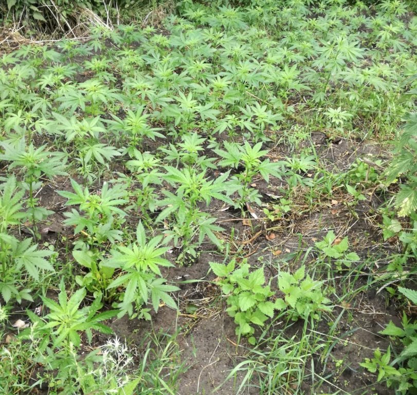Plantacja marihuany zlikwidoana w powiecie kolneńskim [05.07.2018] - zdjęcie #2 - eOstroleka.pl