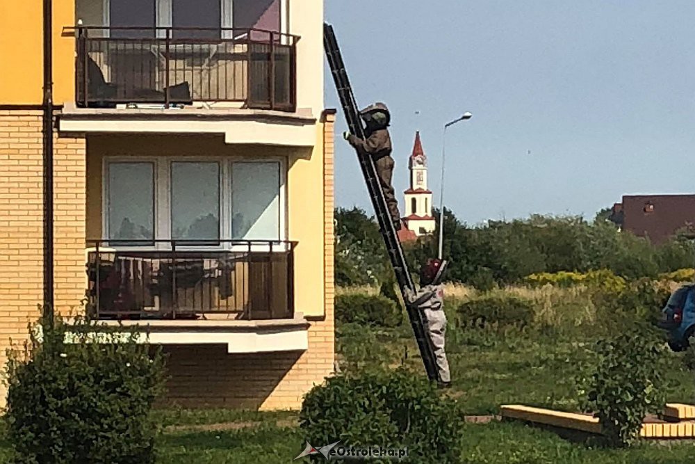 Gniazdo szerszeni w bloku przy alei Jana Pawła II [09.08.2018] - zdjęcie #4 - eOstroleka.pl