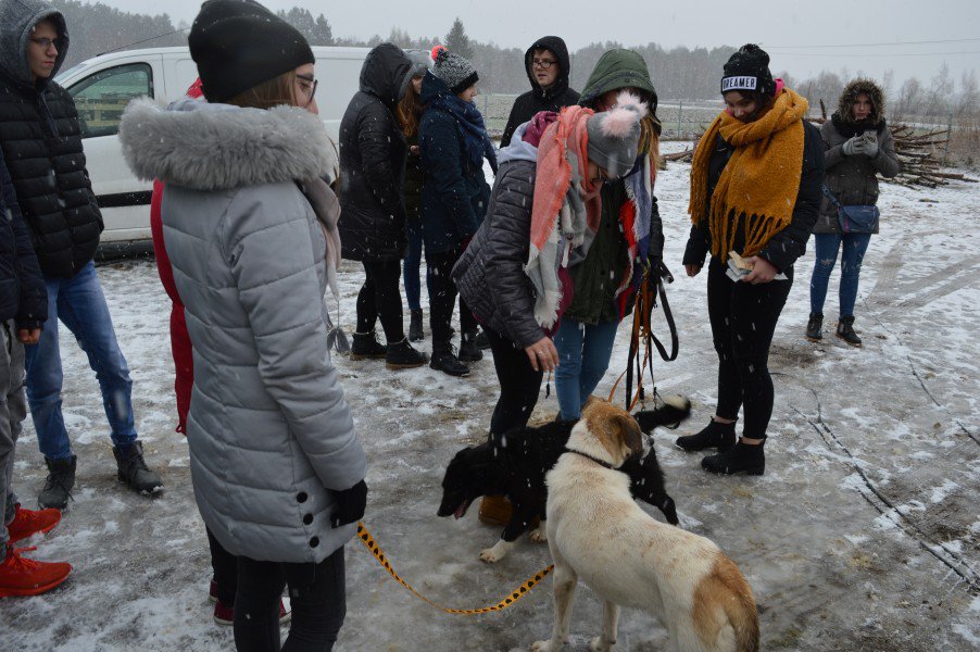 Łyse: Uczniowie zebrali ponad pół tony karmy i akcesoriów dla bezdomnych zwierząt [11.02.2019] - zdjęcie #14 - eOstroleka.pl