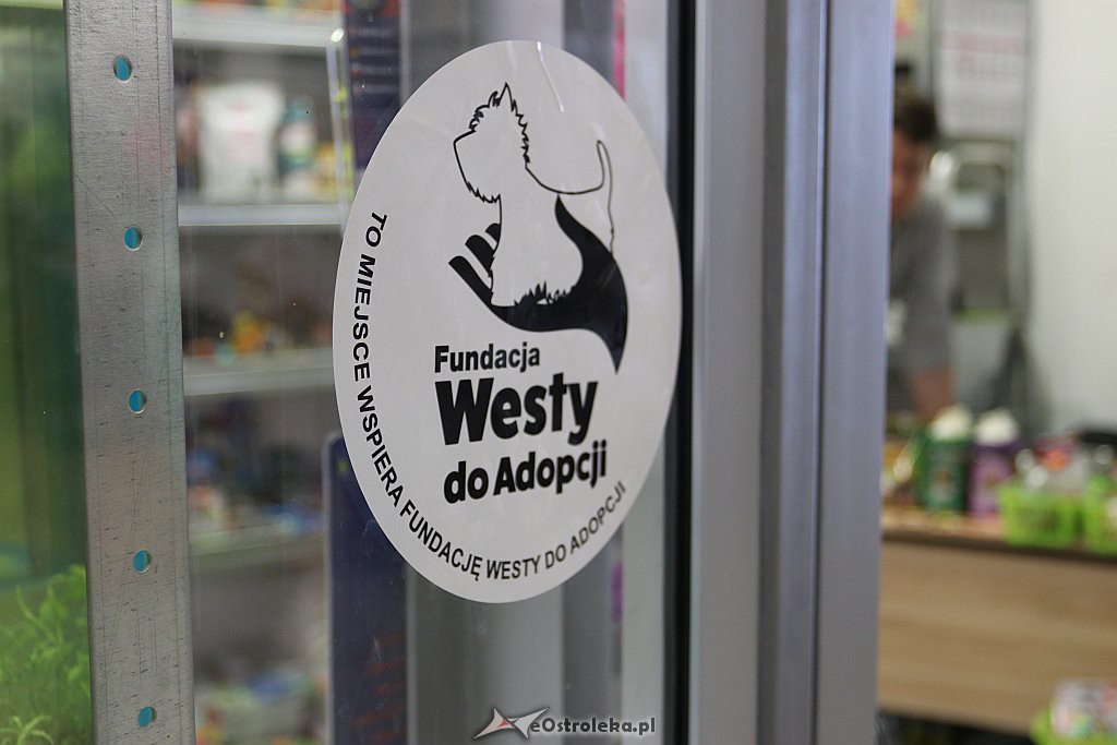 Westy do adopcji - hala FENIKS - zdjęcie #7 - eOstroleka.pl