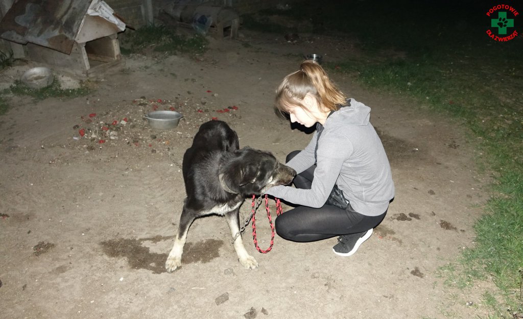 Pogotowie dla Zwierząt interweniowało pod Ostrołęką: „Właściciel psa wolał pić zamiast karmić zwierzęta” [15.05.2019] - zdjęcie #4 - eOstroleka.pl