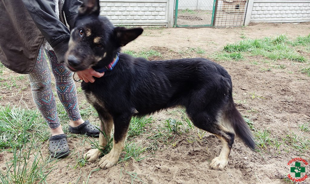 Pogotowie dla Zwierząt interweniowało pod Ostrołęką: „Właściciel psa wolał pić zamiast karmić zwierzęta” [15.05.2019] - zdjęcie #5 - eOstroleka.pl