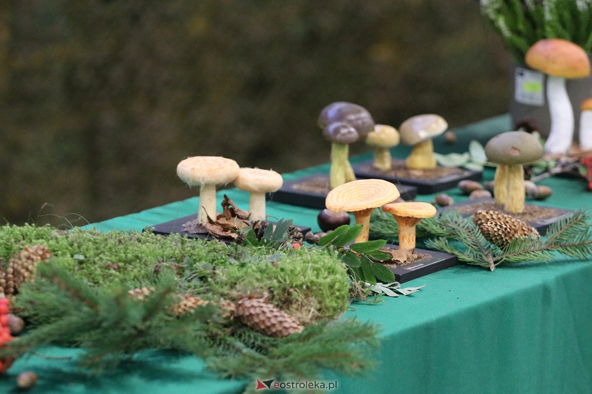 Wystawa grzybów w Szkole Podstawowej nr 2 [26.09.2023] - zdjęcie #1 - eOstroleka.pl