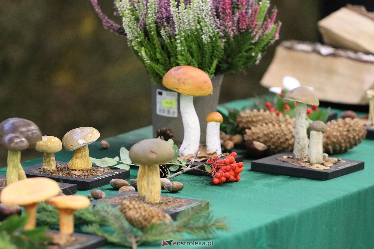 Wystawa grzybów w Szkole Podstawowej nr 2 [26.09.2023] - zdjęcie #2 - eOstroleka.pl