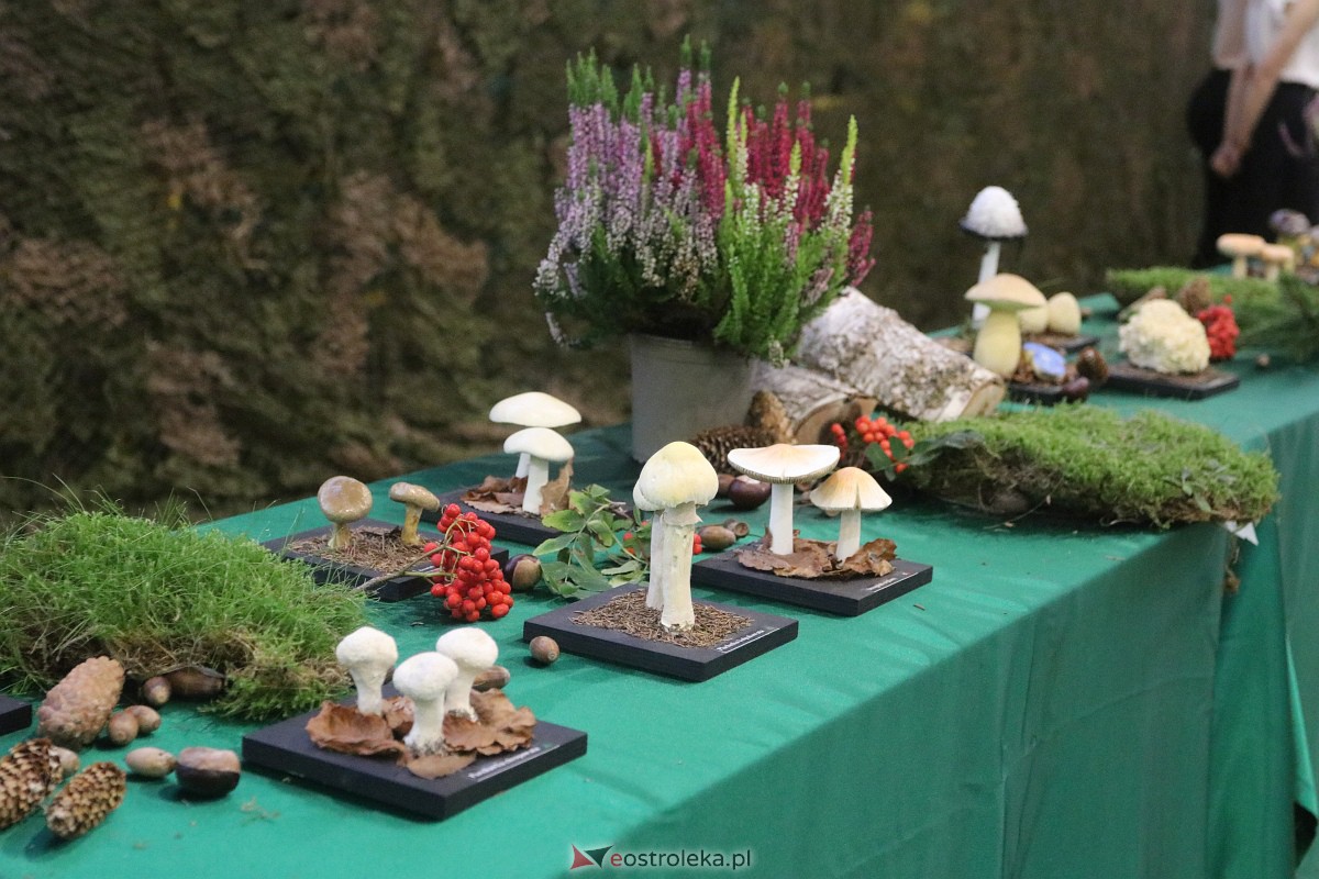 Wystawa grzybów w Szkole Podstawowej nr 2 [26.09.2023] - zdjęcie #23 - eOstroleka.pl