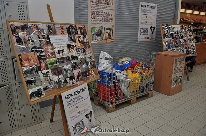 Trwa wielka zbiórka karmy dla zwierząt w Ostrołęce [20.03.2014] - zdjęcie #3 - eOstroleka.pl