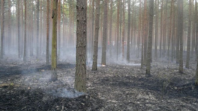 Siarcza Łąka: Spłonęło blisko 1,5 ha poszycia leśnego [07.05.2014] - zdjęcie #5 - eOstroleka.pl