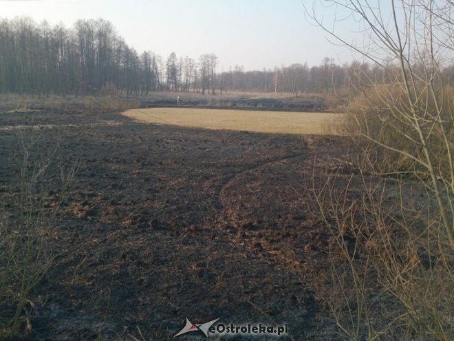 Kleczkowo: Pożar traw wzdłuż torów kolejowych. W akcji gaśniczej użyte zostały samoloty strażackie [25.03.2015] - zdjęcie #2 - eOstroleka.pl