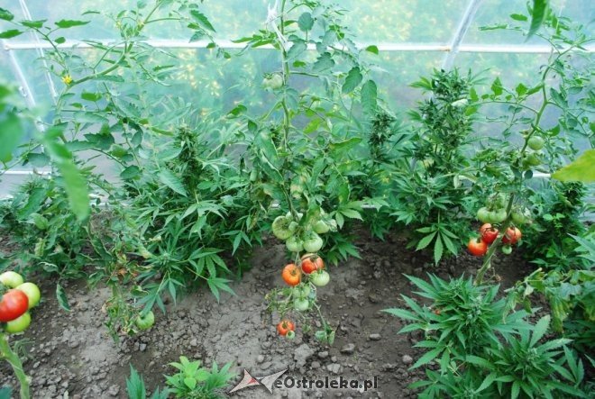 51-latek uprawiał w szklarni pomidory i... marihuanę [27.08.2015] - zdjęcie #4 - eOstroleka.pl