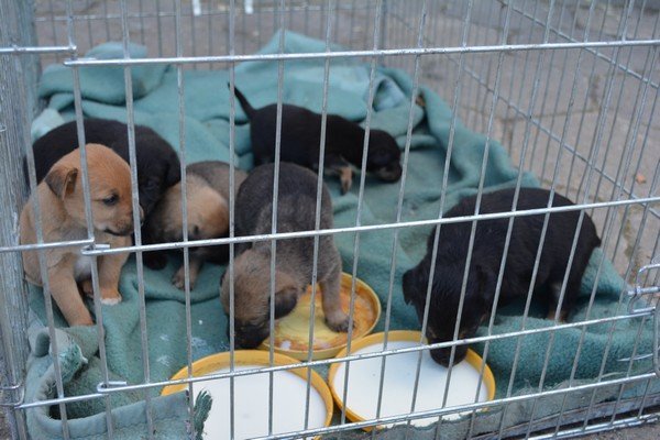 Te małe szczeniaki czekają na nowych właścicieli [09.09.2015] - zdjęcie #3 - eOstroleka.pl