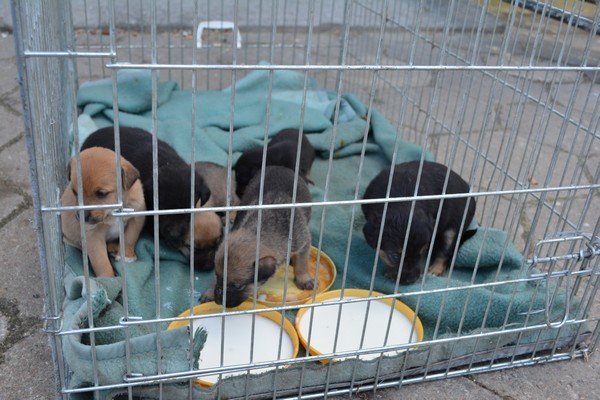 Te małe szczeniaki czekają na nowych właścicieli [09.09.2015] - zdjęcie #4 - eOstroleka.pl