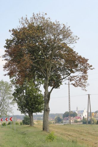 Prokuratura prowadzi śledztwo w sprawie zniszczonego pomnika przyrody [16.09.2015] - zdjęcie #2 - eOstroleka.pl