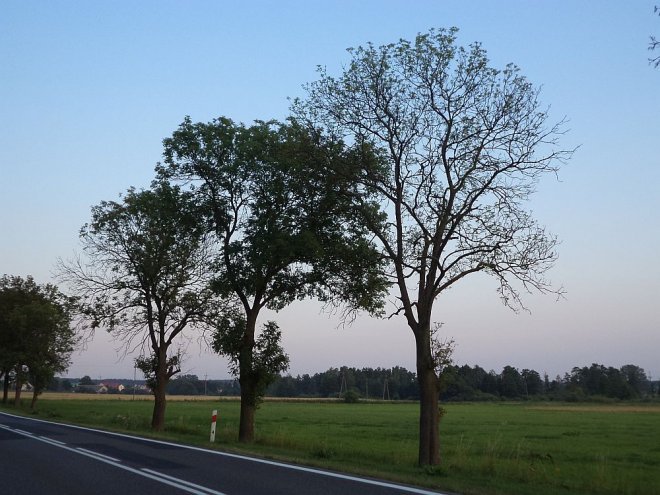 Prokuratura prowadzi śledztwo w sprawie zniszczonego pomnika przyrody [16.09.2015] - zdjęcie #4 - eOstroleka.pl