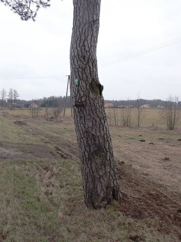 Prokuratura prowadzi śledztwo w sprawie zniszczonego pomnika przyrody [16.09.2015] - zdjęcie #6 - eOstroleka.pl