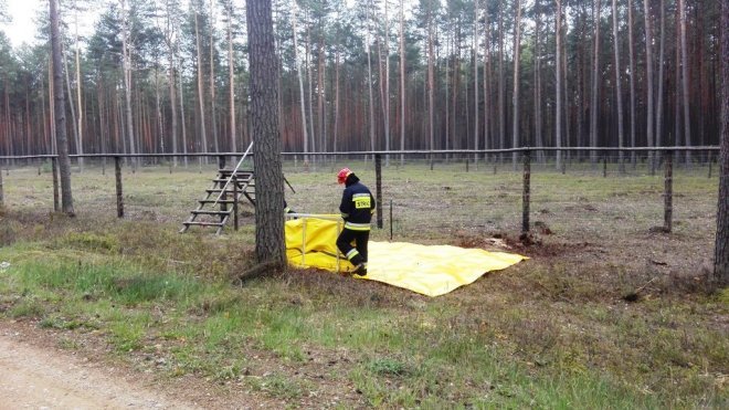 ćwiczenia ratowniczo – gaśnicze na kompleksie leśnym Leśnictwa Podgórze [27.04.2016] - zdjęcie #4 - eOstroleka.pl