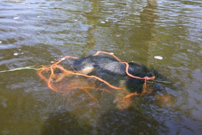 Bestialski mord na psie. Zwierzę ze związanymi łapami wrzucono do Narwi [28.05.2016] - zdjęcie #4 - eOstroleka.pl