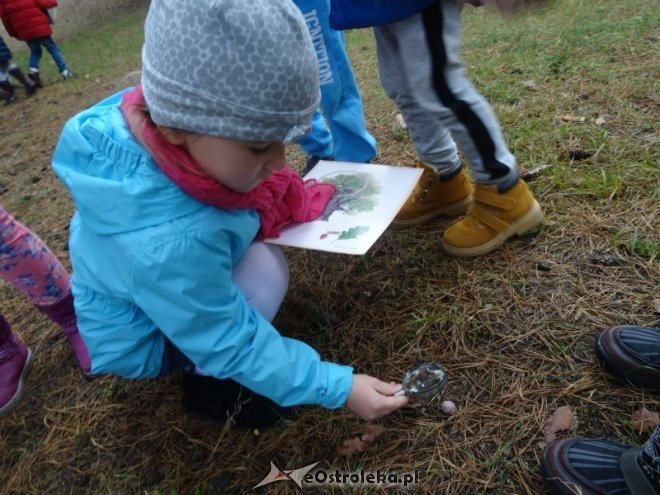 Przedszkolaki z Krainy Misiów „małymi ambasadorami przyrody” [ZDJĘCIA] - zdjęcie #11 - eOstroleka.pl