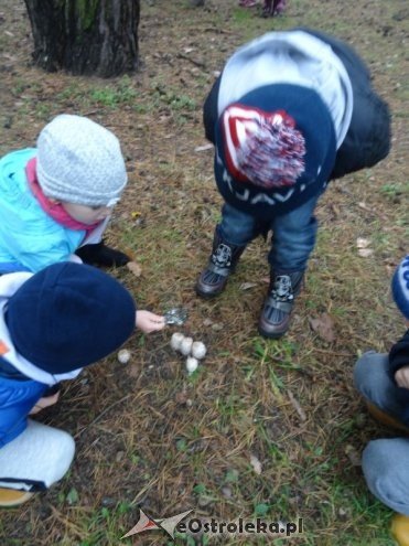 Przedszkolaki z Krainy Misiów „małymi ambasadorami przyrody” [ZDJĘCIA] - zdjęcie #12 - eOstroleka.pl