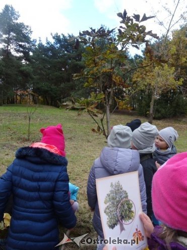Przedszkolaki z Krainy Misiów „małymi ambasadorami przyrody” [ZDJĘCIA] - zdjęcie #16 - eOstroleka.pl