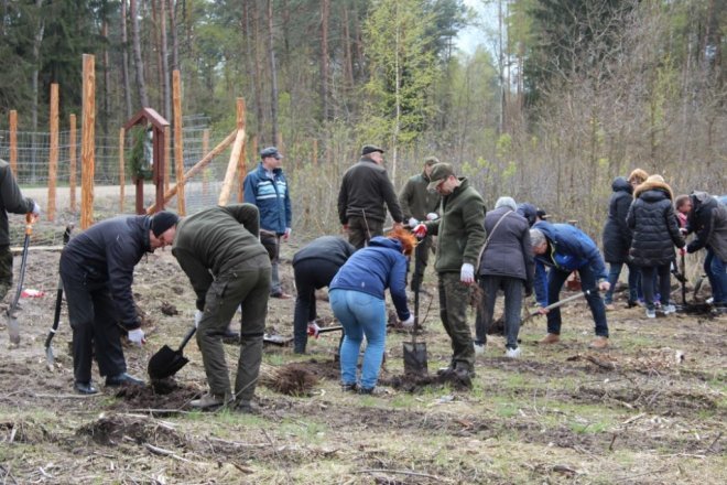 Ostrołęccy samorządowcy posadzili około 700 dębów [ZDJĘCIA] - zdjęcie #9 - eOstroleka.pl