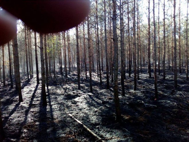 W Wachu spłonęło wczoraj 2,5 hektara lasu [ZDJĘCIA] - zdjęcie #5 - eOstroleka.pl