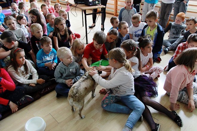 Wolontariusze ze schroniska Canis w Kruszewie z wizytą w Szkole Podstawowej nr 5 [ZDJĘCIA] - zdjęcie #3 - eOstroleka.pl
