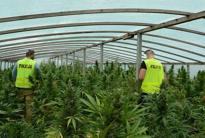 Gigantyczna plantacja marihuany zlikwidowana. Czarnorynkowa wartość uprawy to 7 milionów złotych [WIDEO, ZDJĘCIA] - zdjęcie #1 - eOstroleka.pl