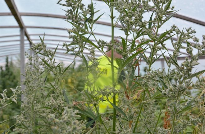 Gigantyczna plantacja marihuany zlikwidowana. Czarnorynkowa wartość uprawy to 7 milionów złotych [WIDEO, ZDJĘCIA] - zdjęcie #2 - eOstroleka.pl