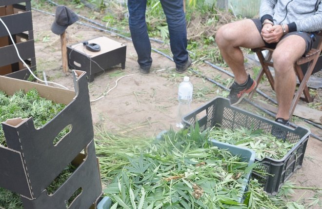 Gigantyczna plantacja marihuany zlikwidowana. Czarnorynkowa wartość uprawy to 7 milionów złotych [WIDEO, ZDJĘCIA] - zdjęcie #4 - eOstroleka.pl