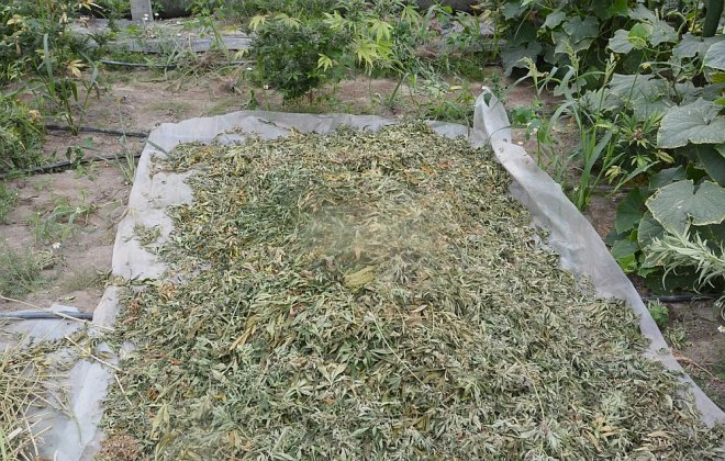 Gigantyczna plantacja marihuany zlikwidowana. Czarnorynkowa wartość uprawy to 7 milionów złotych [WIDEO, ZDJĘCIA] - zdjęcie #7 - eOstroleka.pl