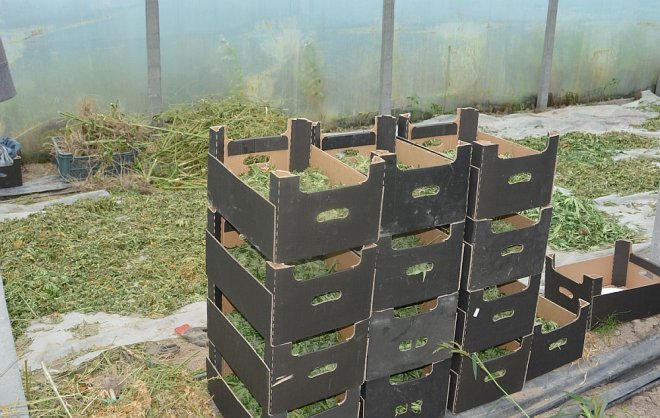 Gigantyczna plantacja marihuany zlikwidowana. Czarnorynkowa wartość uprawy to 7 milionów złotych [WIDEO, ZDJĘCIA] - zdjęcie #8 - eOstroleka.pl
