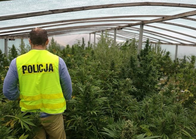 Gigantyczna plantacja marihuany zlikwidowana. Czarnorynkowa wartość uprawy to 7 milionów złotych [WIDEO, ZDJĘCIA] - zdjęcie #10 - eOstroleka.pl