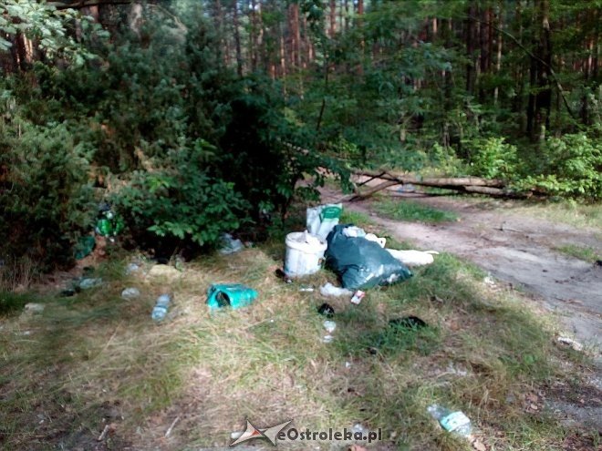 Zaśmiecony las k. Ostrołęki [27.08.2017] - zdjęcie #2 - eOstroleka.pl