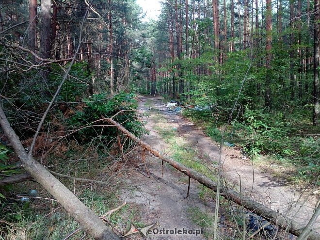 Zaśmiecony las k. Ostrołęki [27.08.2017] - zdjęcie #4 - eOstroleka.pl