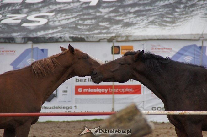 Przedszkolaki z Krainy Misiów w stadninie koni Mustang [ZDJĘCIA] - zdjęcie #93 - eOstroleka.pl