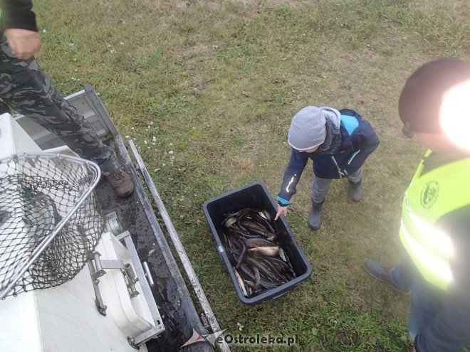 Zarybianie szczupakiem na zalewie w Wykrocie, na Omulwi i Narwi [ZDJĘCIA] - zdjęcie #3 - eOstroleka.pl