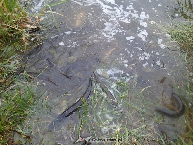 Zarybianie szczupakiem na zalewie w Wykrocie, na Omulwi i Narwi [ZDJĘCIA] - zdjęcie #4 - eOstroleka.pl