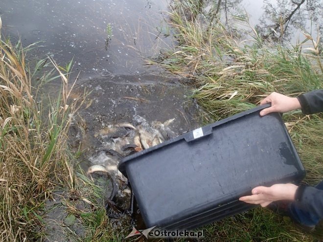Zarybianie szczupakiem na zalewie w Wykrocie, na Omulwi i Narwi [ZDJĘCIA] - zdjęcie #6 - eOstroleka.pl
