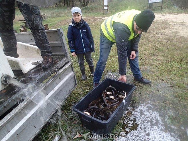 Zarybianie szczupakiem na zalewie w Wykrocie, na Omulwi i Narwi [ZDJĘCIA] - zdjęcie #10 - eOstroleka.pl