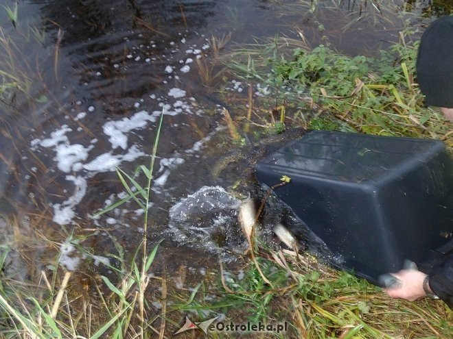 Zarybianie szczupakiem na zalewie w Wykrocie, na Omulwi i Narwi [ZDJĘCIA] - zdjęcie #12 - eOstroleka.pl