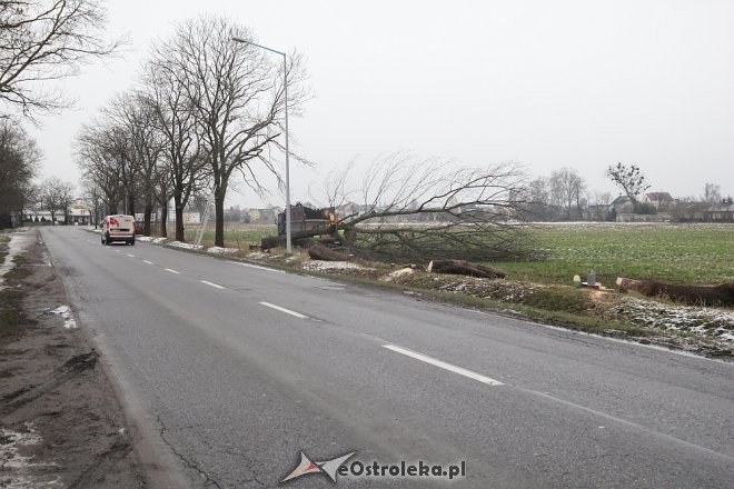 Rozpoczęła się wycinka drzew wzdłuż ulicy Ostrowskiej [15.12.2017] - zdjęcie #1 - eOstroleka.pl