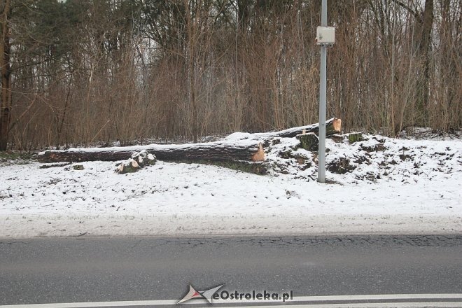 Rozpoczęła się wycinka drzew wzdłuż ulicy Ostrowskiej [15.12.2017] - zdjęcie #10 - eOstroleka.pl